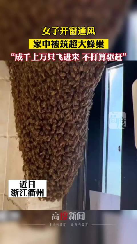 女子家中飞入蜜蜂半小时建超大蜂巢：很有意思，不打算赶走